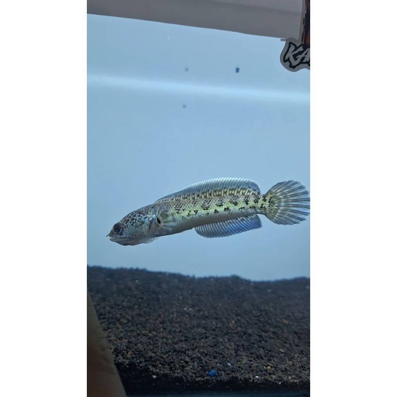 Auranti cb 6-7 cm Grade A++