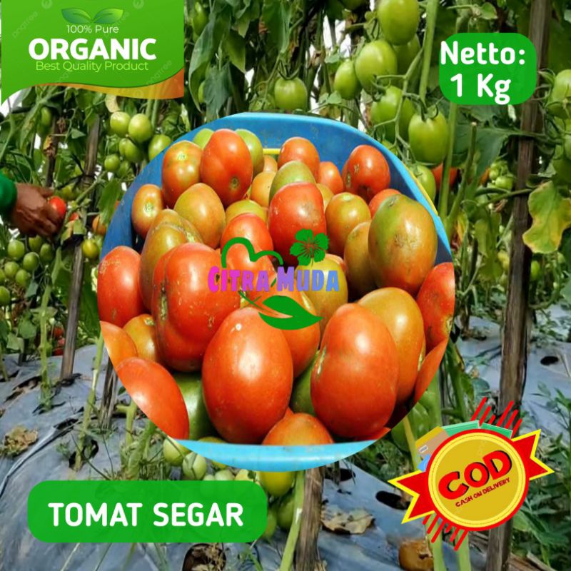 

Tomat sayur segar 1kg organik