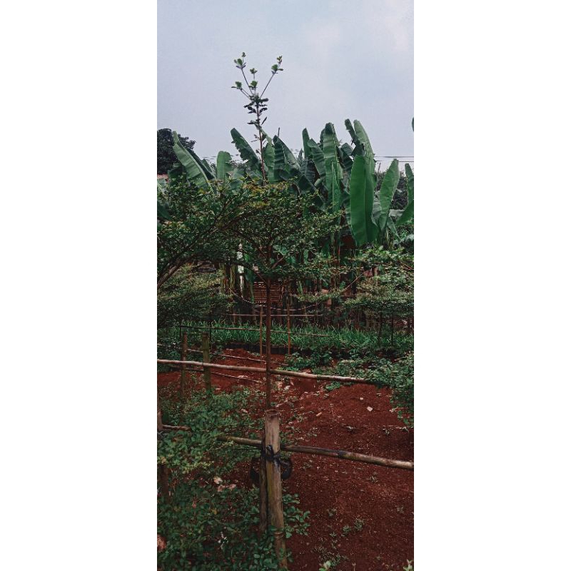 Pohon Ketapang kencana 2 meter