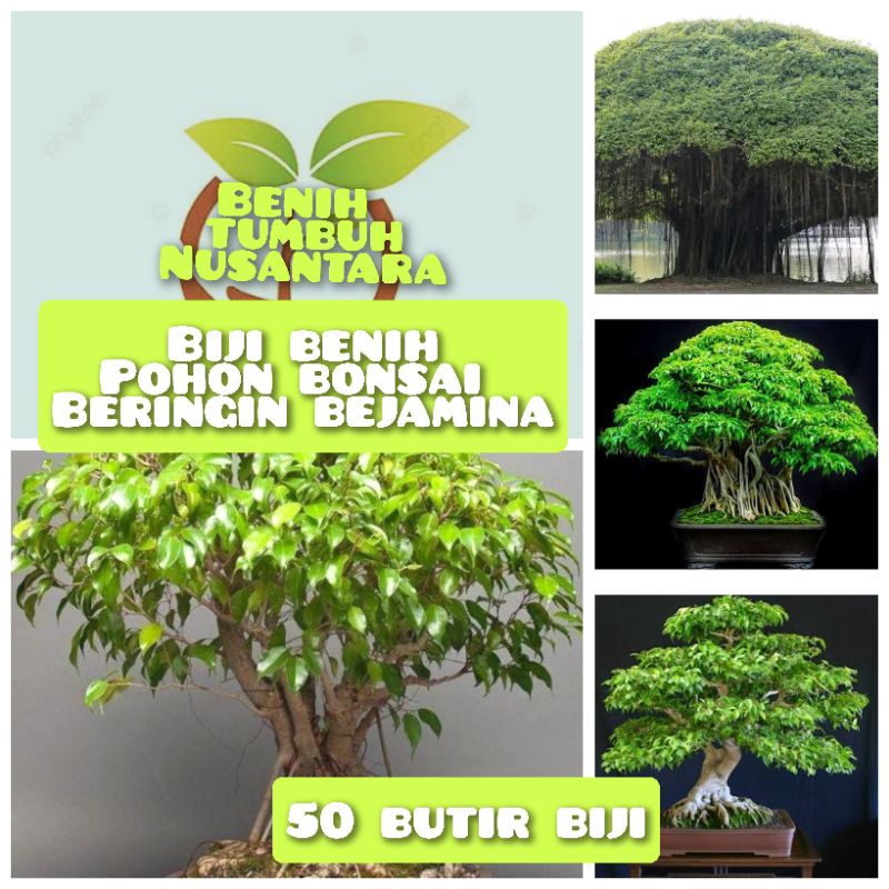 50 butir biji/benih bonsai beringin benjamina