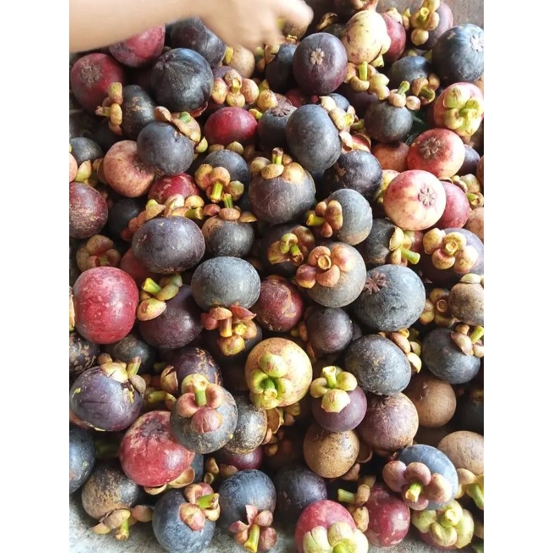 

Buah manggis matang