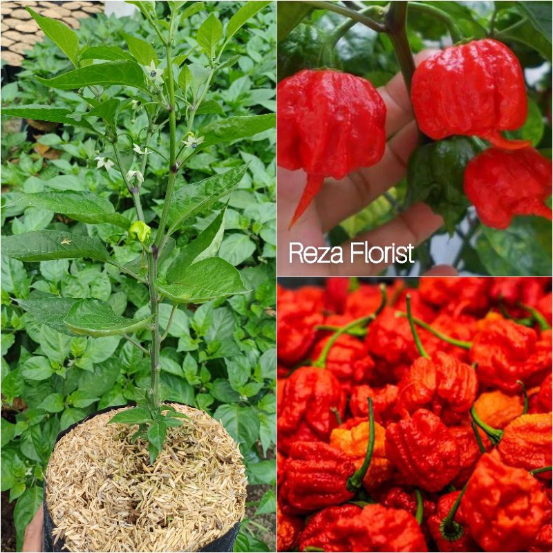 Bibit Tanaman Cabai Carolina Reaper Merah / Red Carolina Reaper / Cabe /  Lombok / Super Pedas