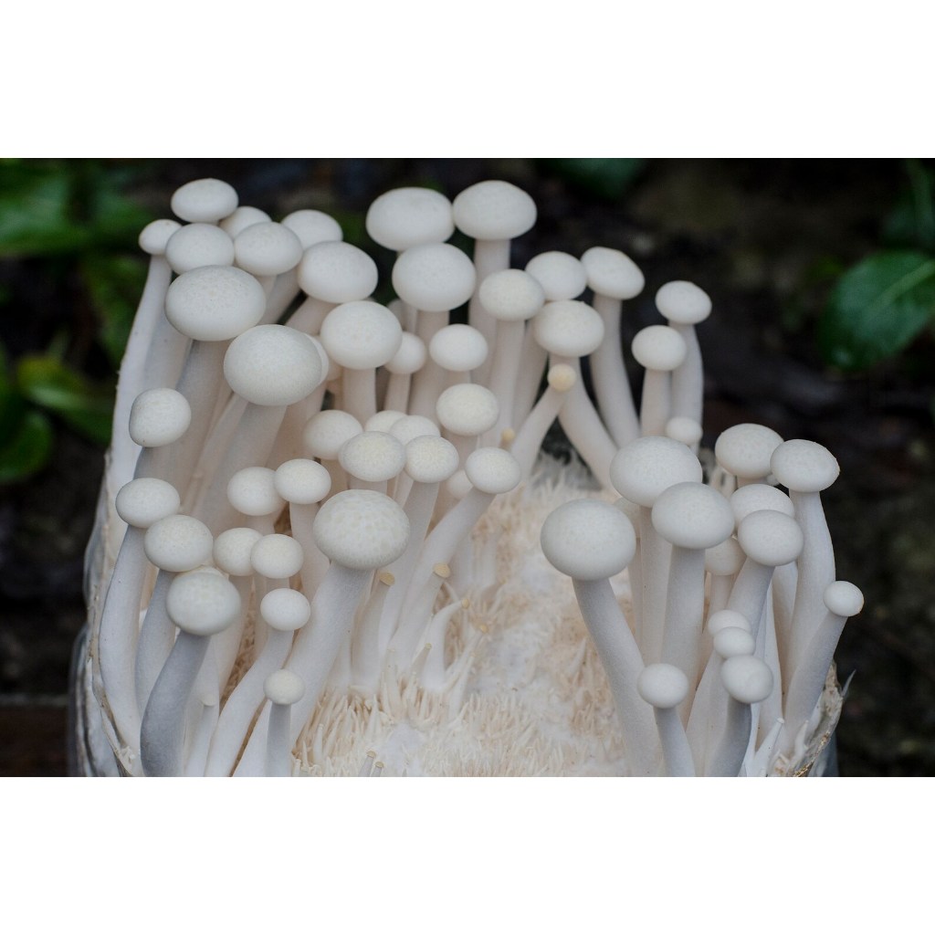 

Jamur Segar IMPORT Mushroom (HANYA TAHAN 1 HARI DI LUAR KULKAS/DALAM PERJALANAN)