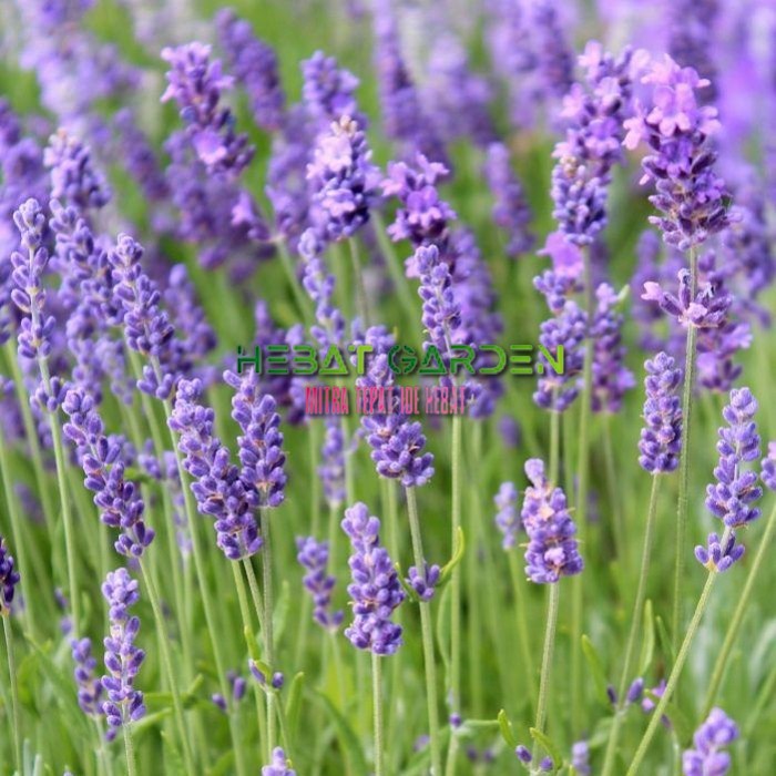 Lavender asli - lavender english-lavandula angustifolia hidcote