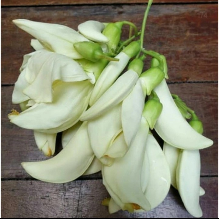 

Kembang Turi, Bunga Turi Putih Segar HARGA 1PCS