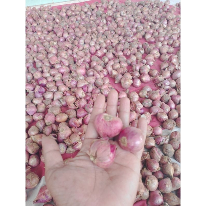 

bawang merah Probolinggo kering 1kg