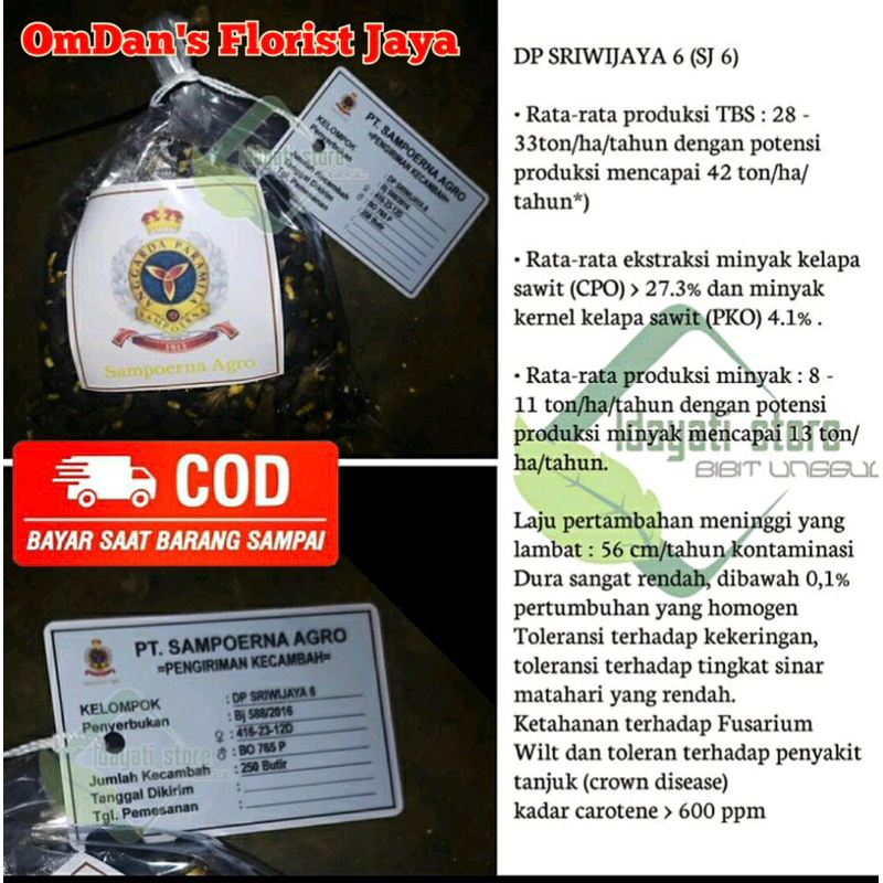 benih sawit DxP sriwijaya 6 BSM