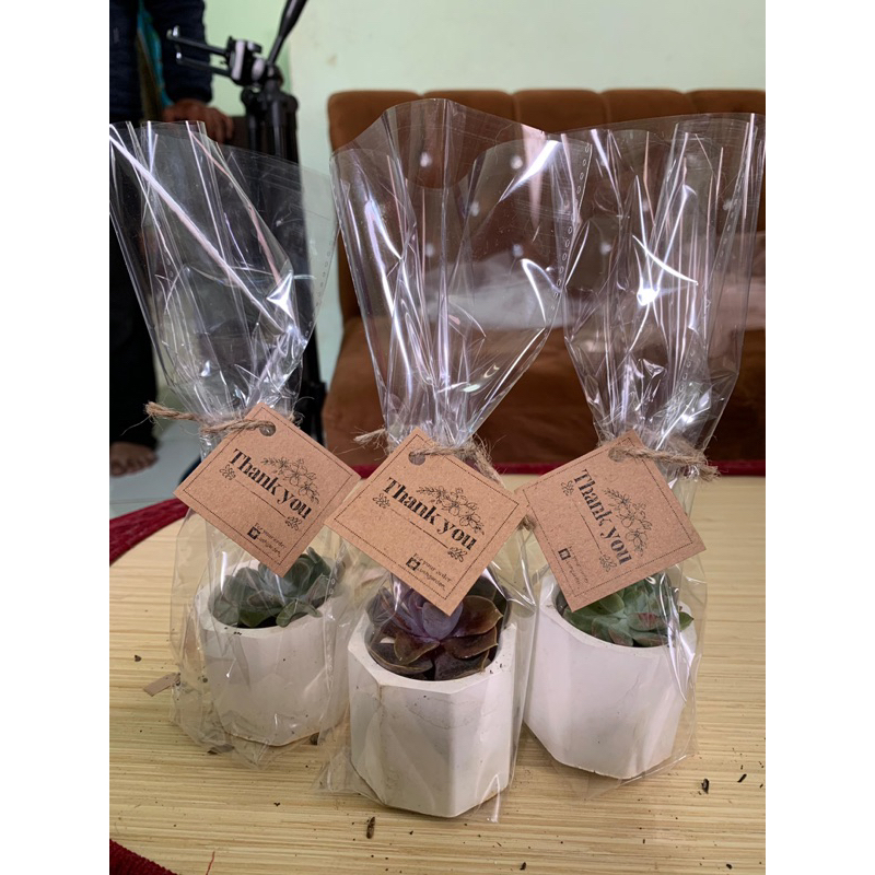 Souvenir Kaktus Sukulen Bungkus Plastik - Souvenir Nikahan - Souvenir Acara