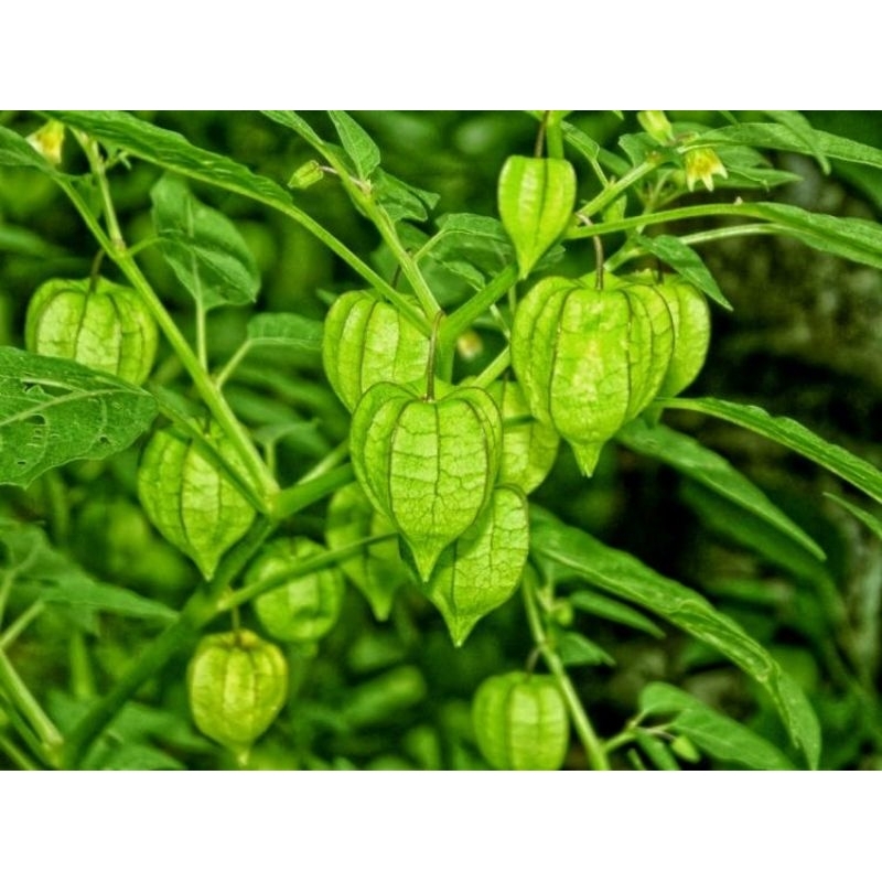 

Buah ciplukan segar 500 gr