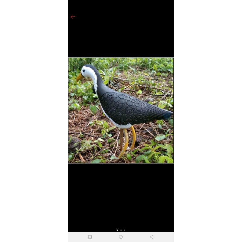jontrot ,jebakan burung kareo sangat ampuh