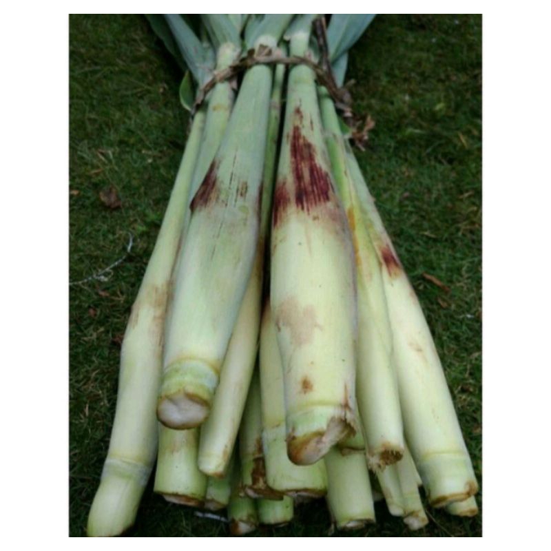 

sayuran turubuk segar 1 kg