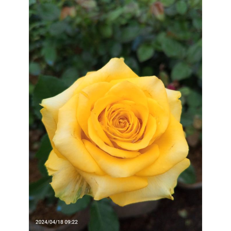 mawar holland kuning