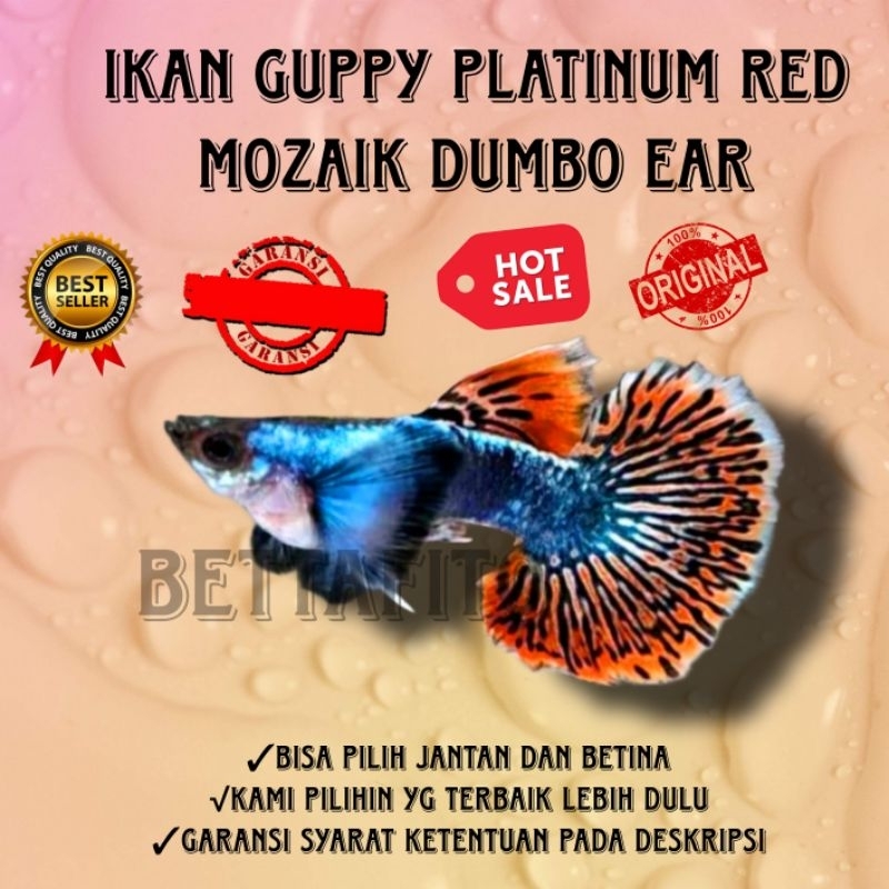 ikan Guppy platinum red mozaik Dumbo ear