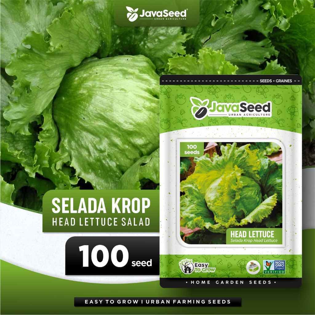JAVASEED - Benih Selada Krop Green Head Lettuce 100 Benih