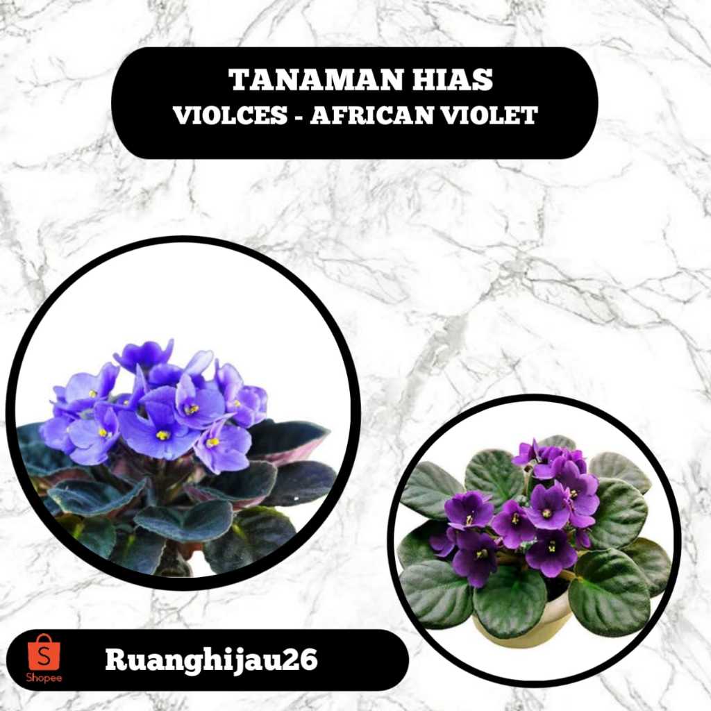 Tanaman Hias Violces - African Violet