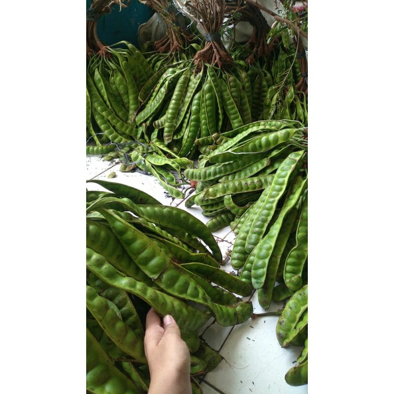 

PETE OBRAL 10 PAPAN SEGAR FRESS