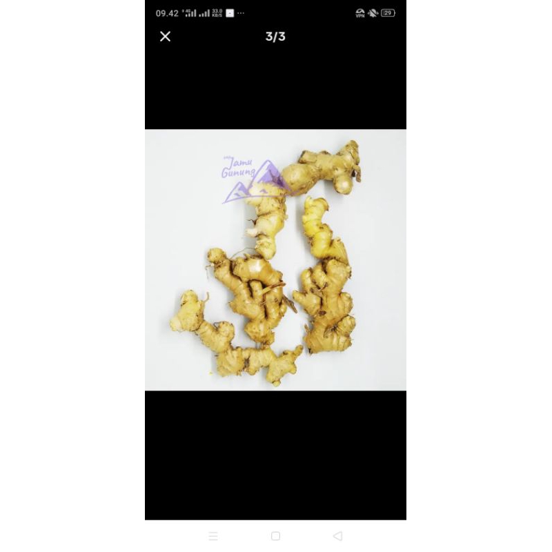 

lempuyang segar 500gram 11000