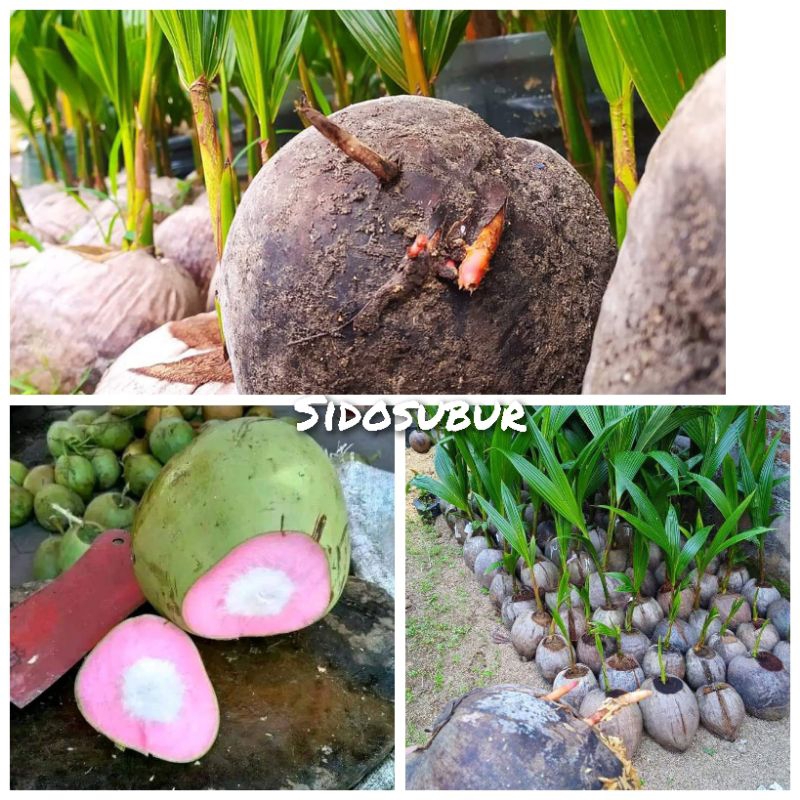 BIBIT KELAPA WULUNG ASLI SUPER