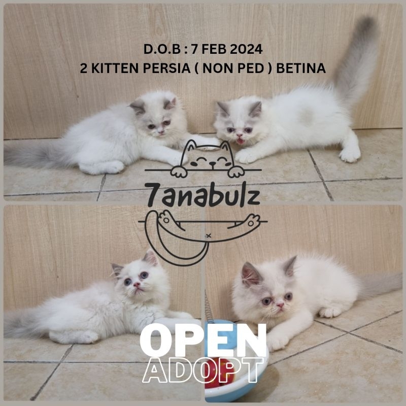 KITTEN PERSIA BSH NON PED