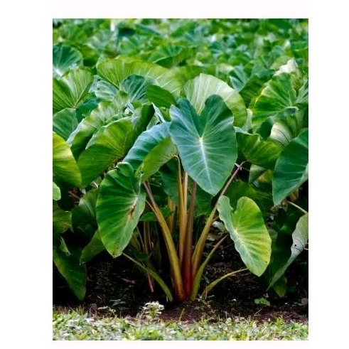 

Daun lompong segar 1kg