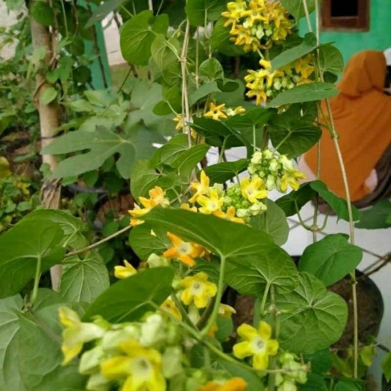 vegetASI bunga tongkeng wangi tanaman pakan klanceng