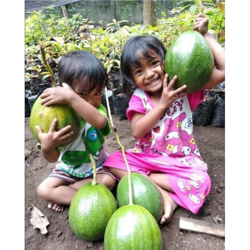 bibit ALPUKAT MARKUS SUPER JUMBO okulasi unggul