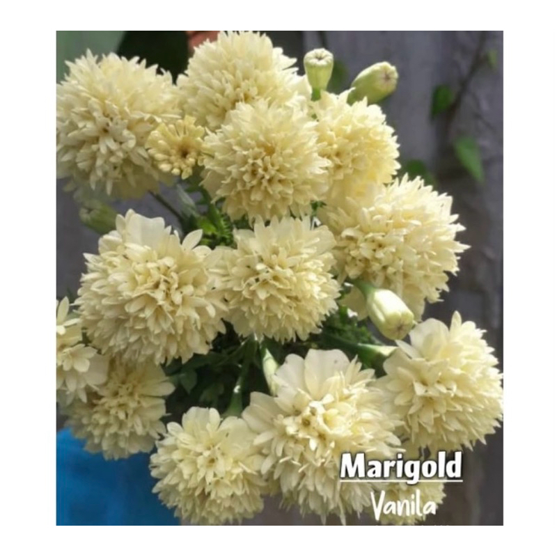 Benih Marigold vanilla