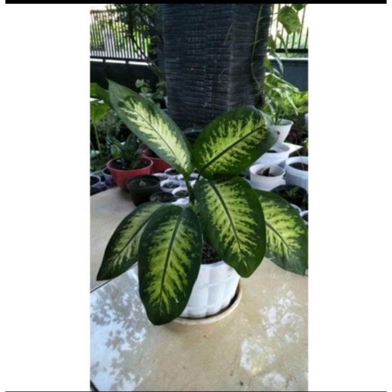 Sri rejeki/ beras kutah