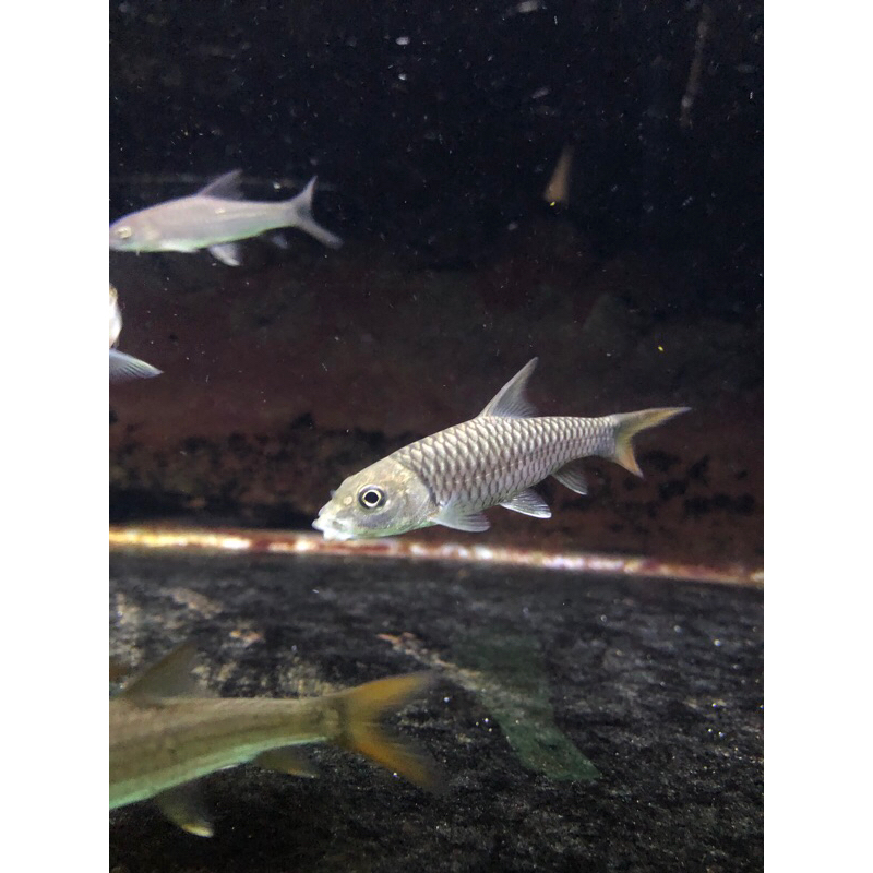 torputitora/himalyan golden mahseer