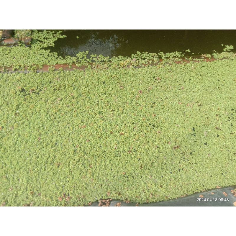 azola.pakan ternak 1 kg.