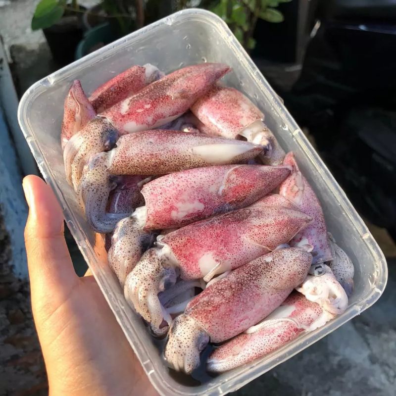 

Cumi Cumi Segar Ukuran Medium 1kg / Fresh Frozen Vacum Pack