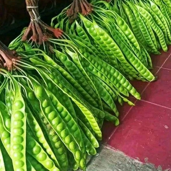 

PETE MURAH 10papan. fres COD