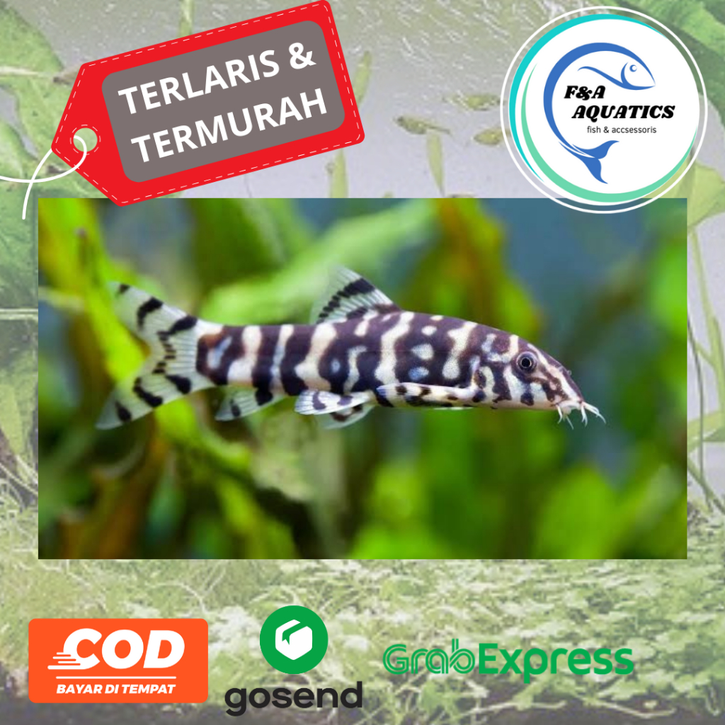 Ikan Hias Aquarium Botia India - Botia India Pemakan Lumut - Boatia India Motif Zebra