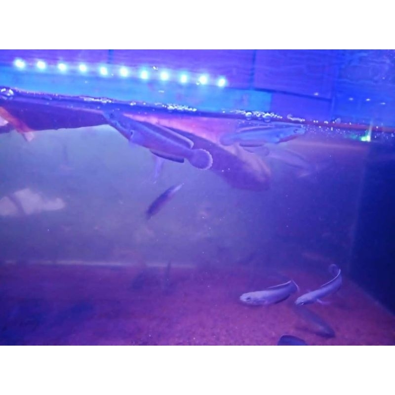 Limbata Pair Proven 2x Rim Tebal