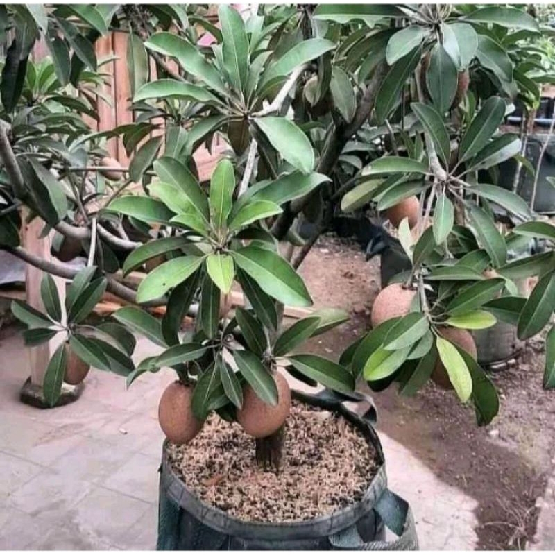 Bibit sawo jumbo cangkok kondisi berbuah