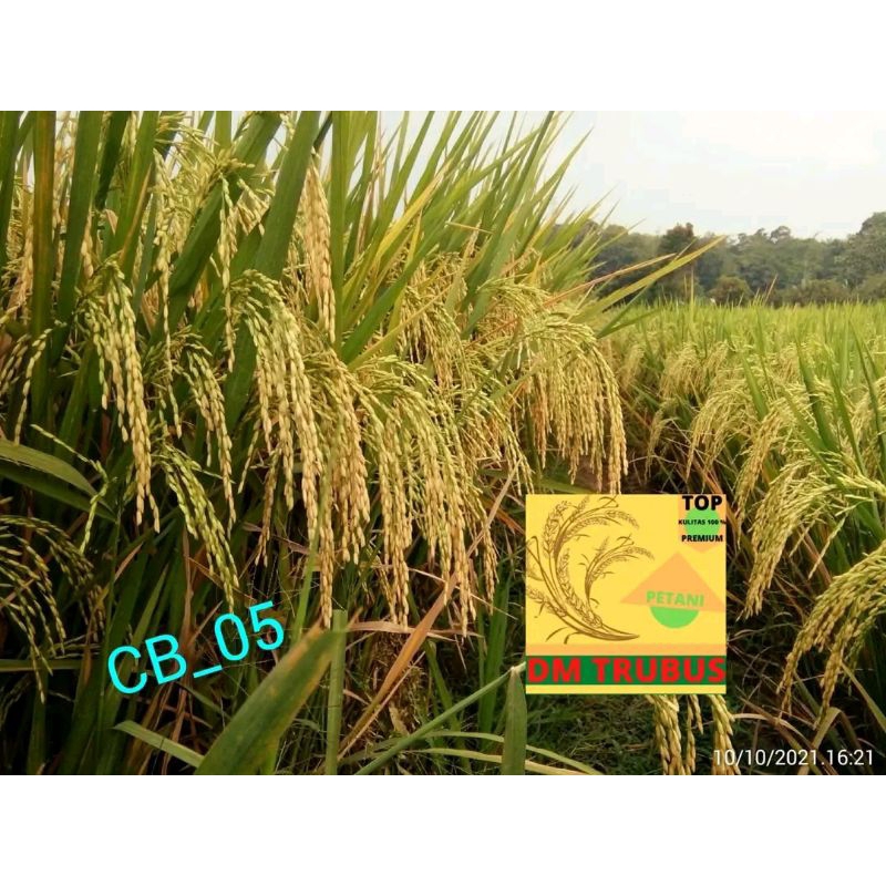 BENIH CAKRABUANA 05 KEMASAN 1KG UNGGUL TERBAIK