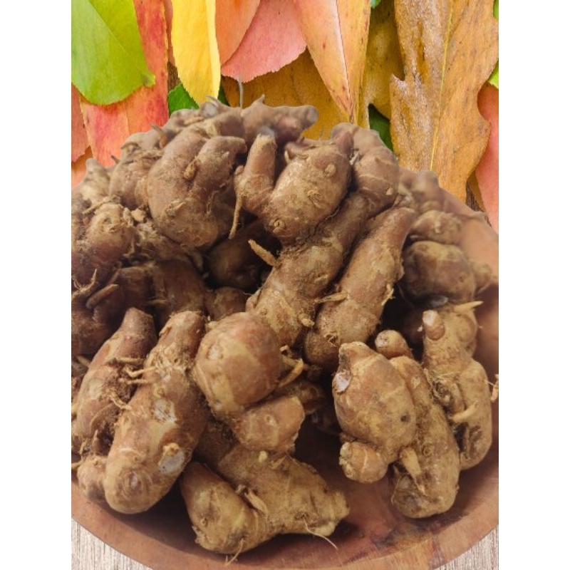 

KENCUR/CIKUR SUBANG ASLI