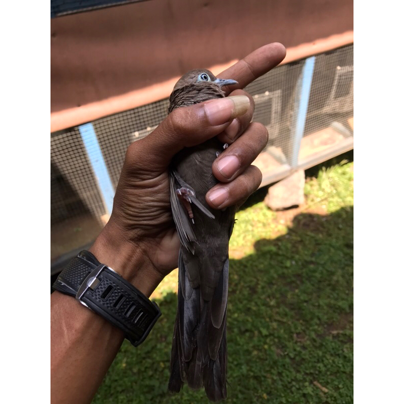 perkutut cemani jantan usia induk pejantan gacor jawa bali lampung