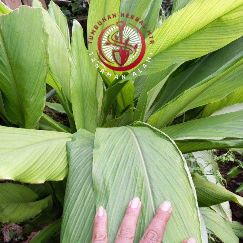 

Daun Kunyit Segar 250g Langsung Dari Kebun