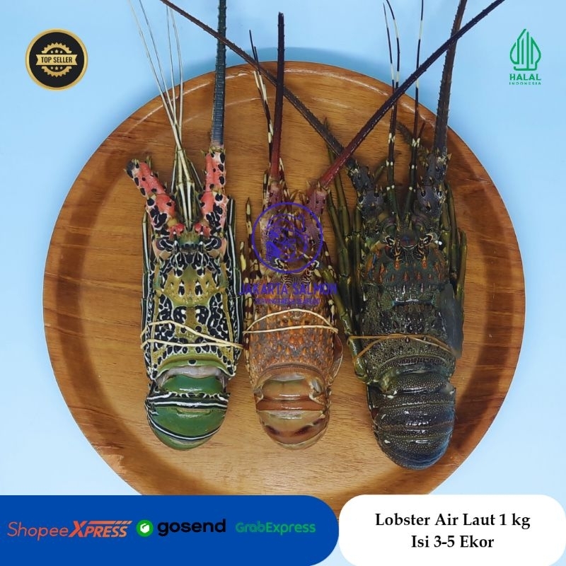 Lobster Air Laut/ Lobster Laut/ Lobster Segar 1 kg isi 3-5 ekor