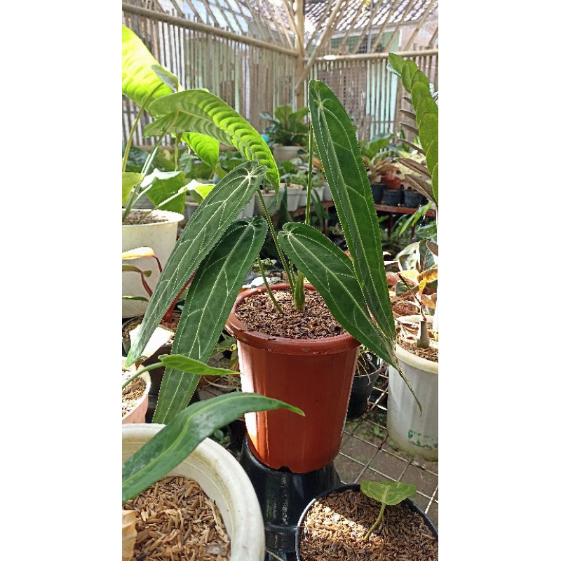 Anthurium Waroqueanum Dark Form