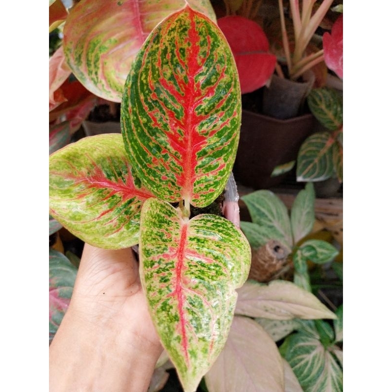 aglonema lemang daun 3