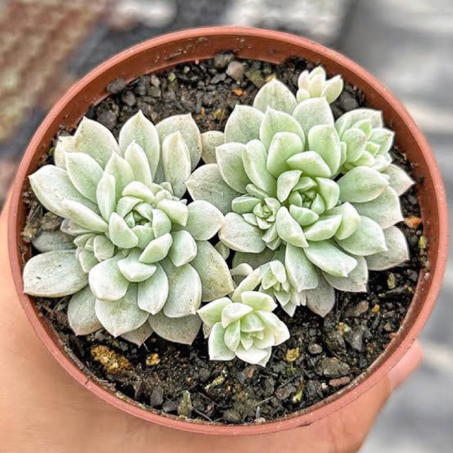 Sukulen / Kaktus Hias Echeveria Prolifica