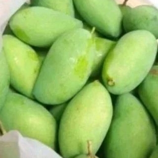 

mangga muda 1 kg/ mangga rujak / rujak / buah mangga/ buah segar