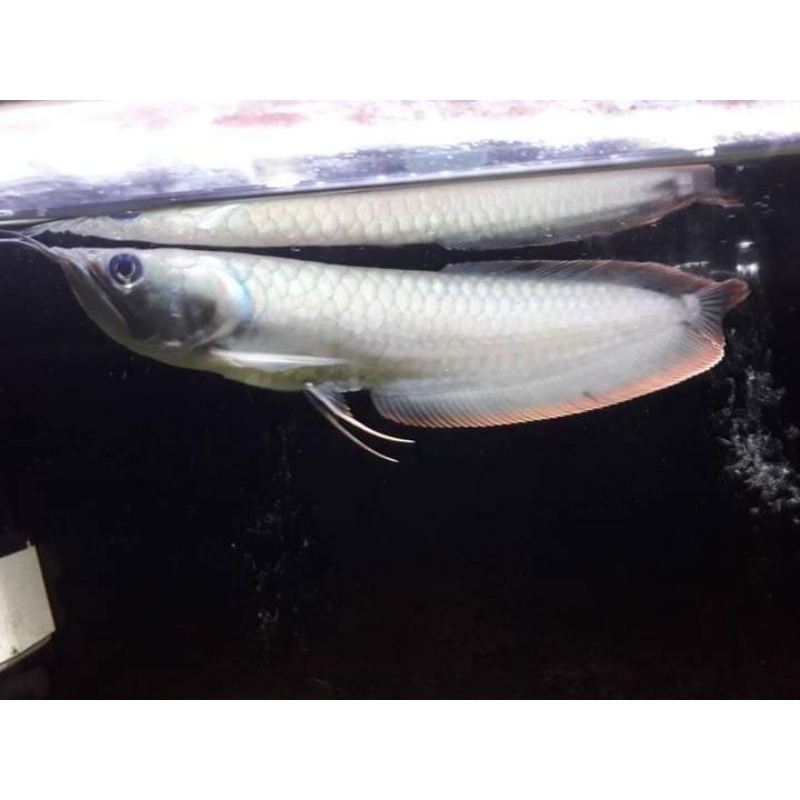 Arwana silver Red 16-17-18-20cm