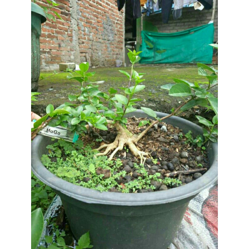 bahan prokar bonsai sancang