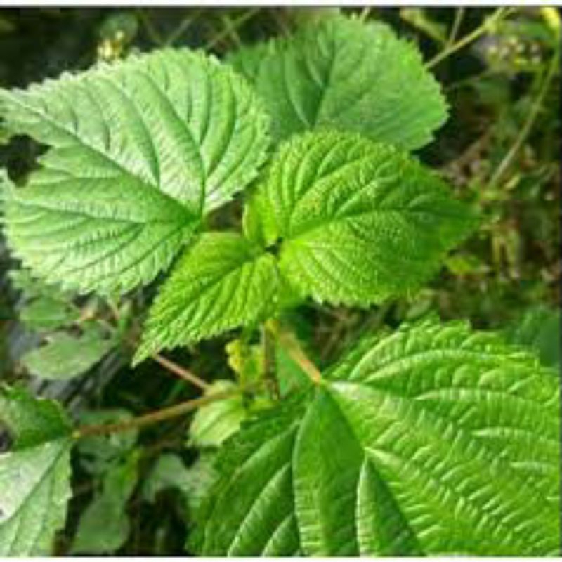 

daun pulus ayam segar
