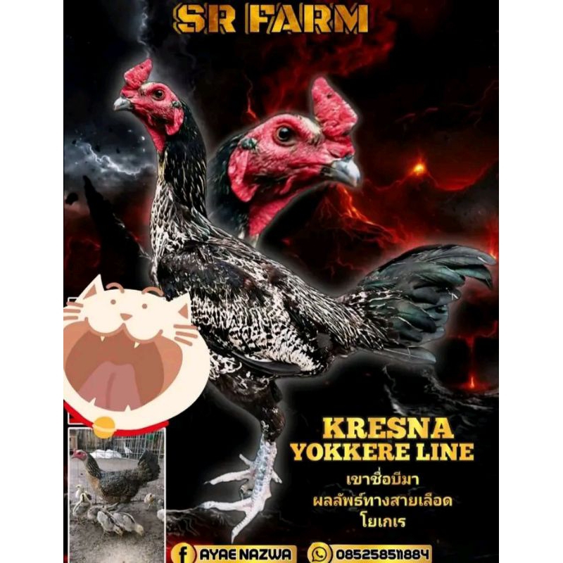 

2 BUTIR TELUR YHOKERE PITBUL ORIGINAL