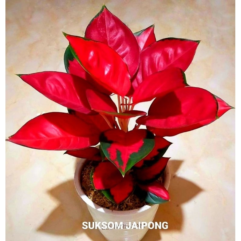 ( BISA COD ) Aglonema Suksom Jaipong Merah Mutasi Tanaman Hias Aglonema Aglaonema Suksom Jaipong  Me