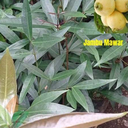

Daun Jambu Mawar 1kg